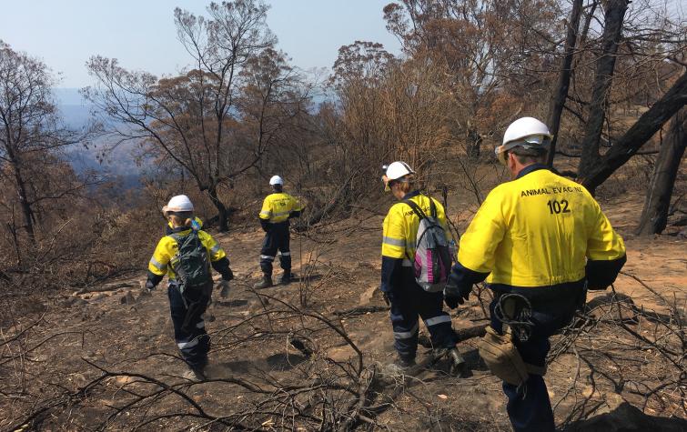 Animal Evac NZ searching for wildlife at the request of the land owner Black Summer Fires 2020. Photo credit: Steve Glassey.