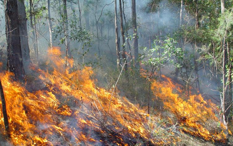 Fire spreading through understory in Queensland bushland. Photo: QRFS.