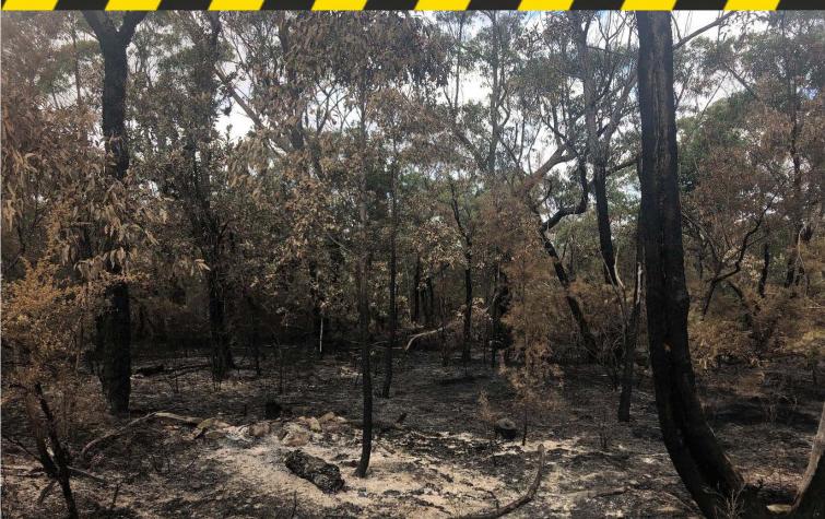 Range of residues (char and ash) remaining after prescribed burning in the Blue Mountains. Photo: Danica Parnell.