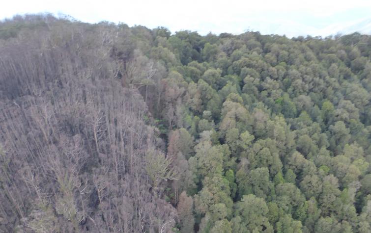 Burnt eucalyptus forest (left) and rainforest (right) showing sharp rainforest boundary. Photo: Piers Thomas, NSW NPWS.
