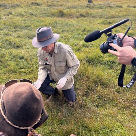 Dr Dave Hunter being filmed inspecting a corroboree frog