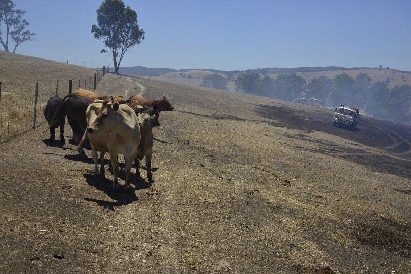 Sampson Flat fire, cows